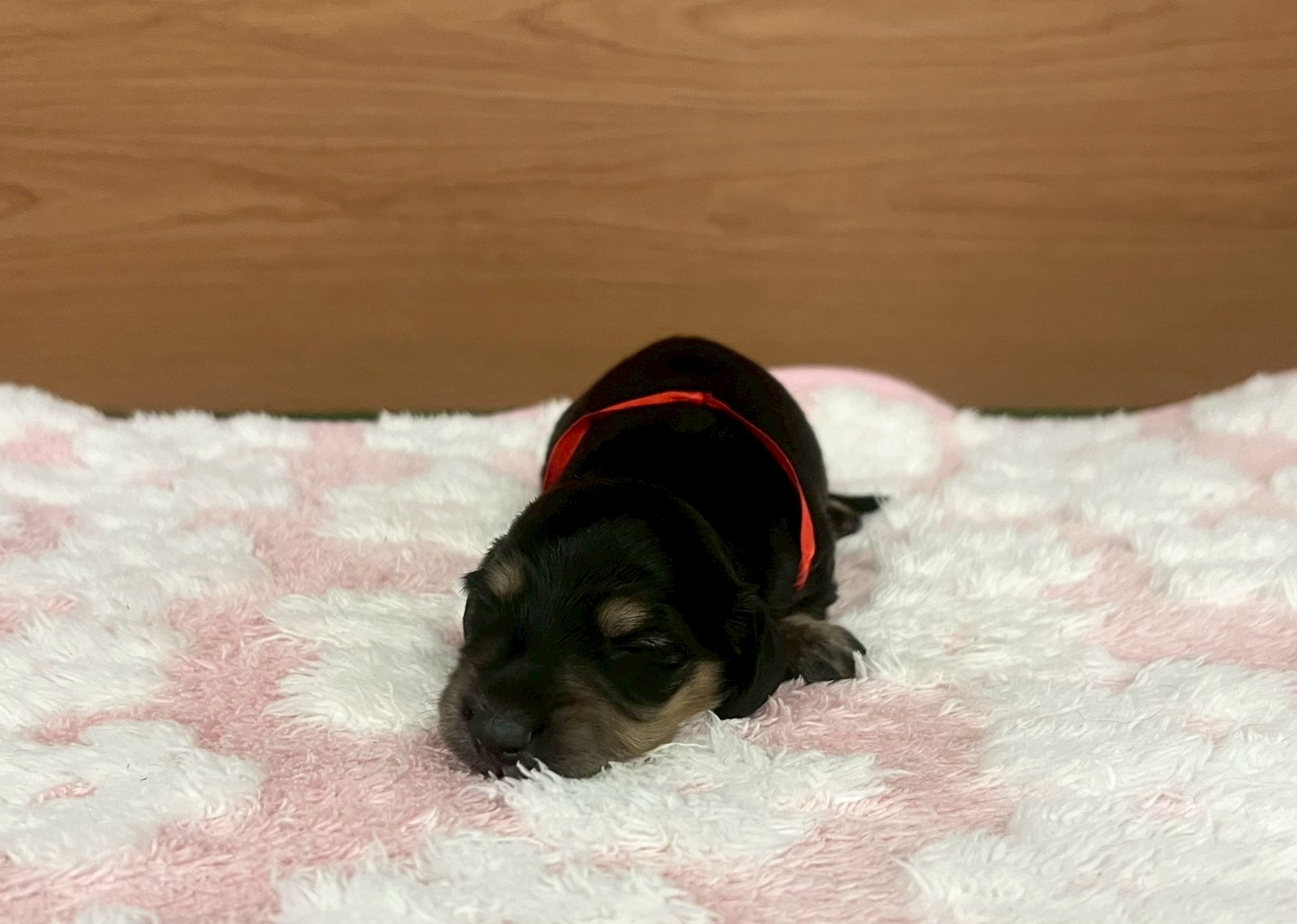 ミニチュア・ダックスフンド