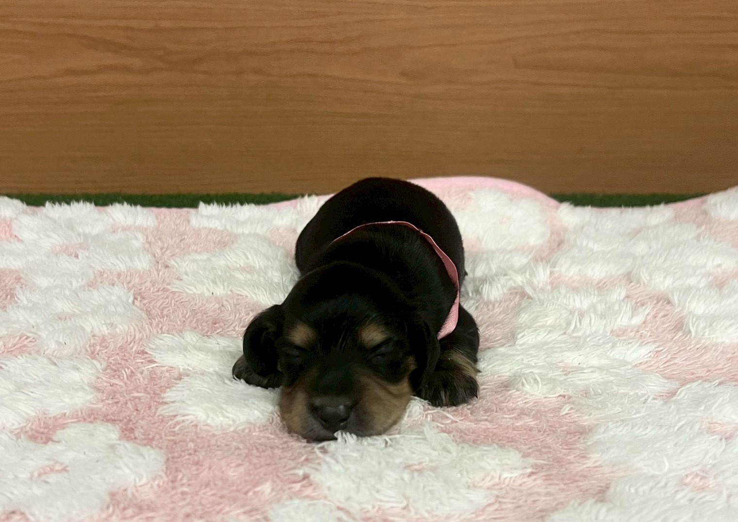 ミニチュア・ダックスフンド