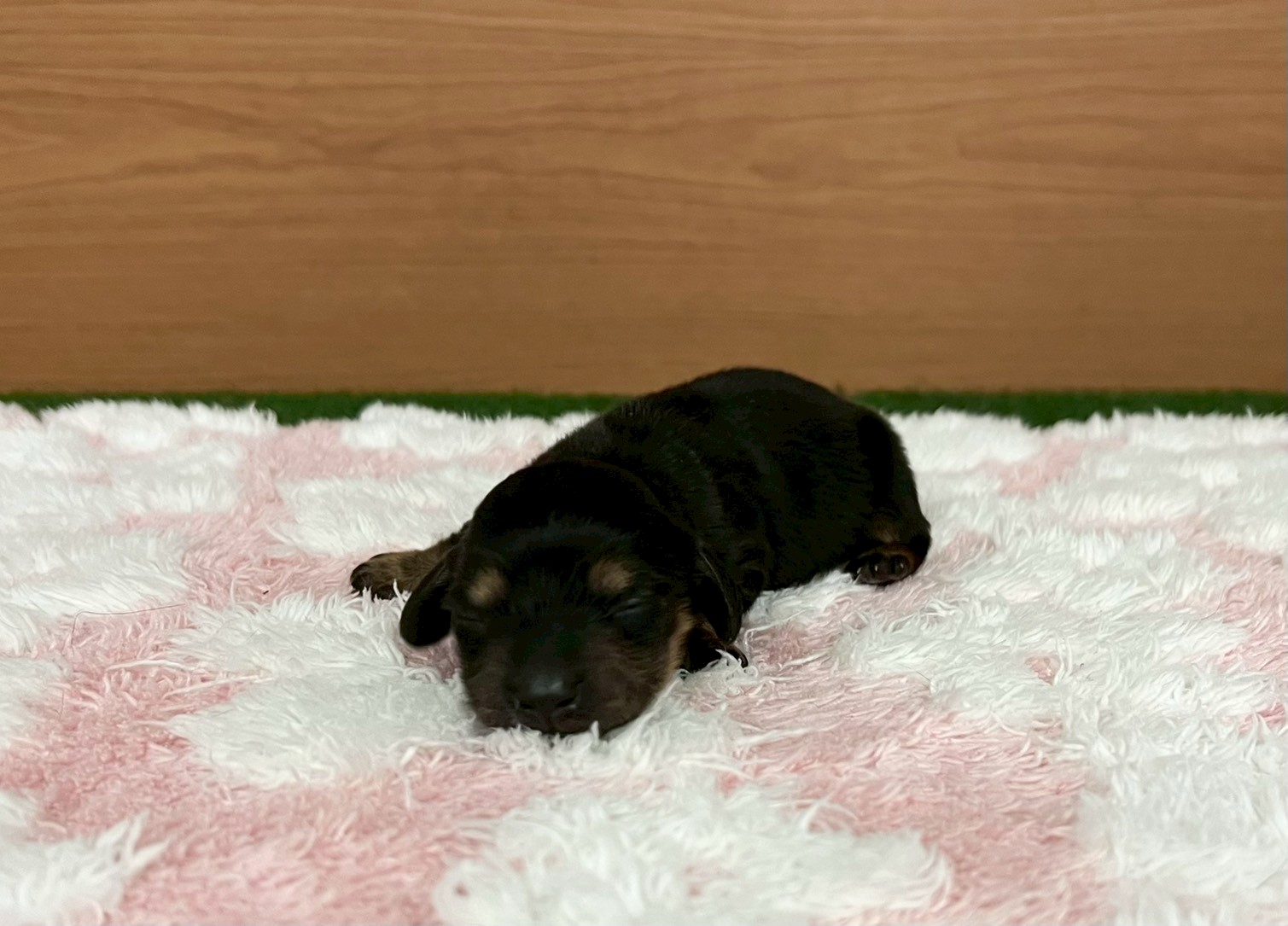 ミニチュア・ダックスフンド