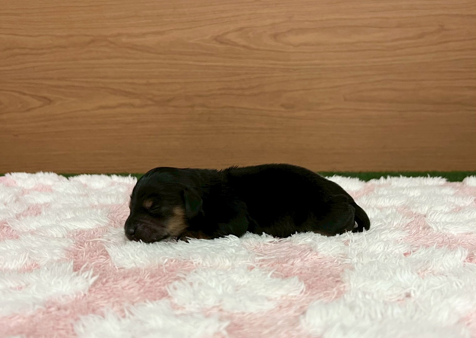 赤ちゃん写真1-2