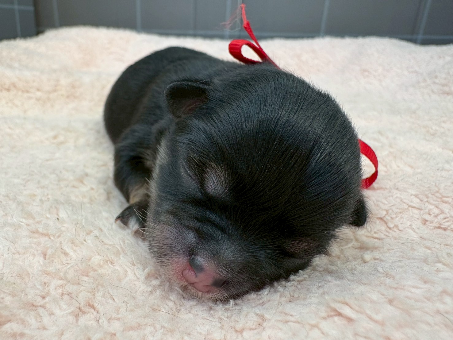 チワワ（ロングコート）