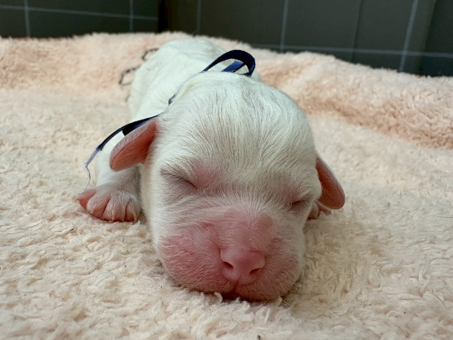 ビション・フリーゼ