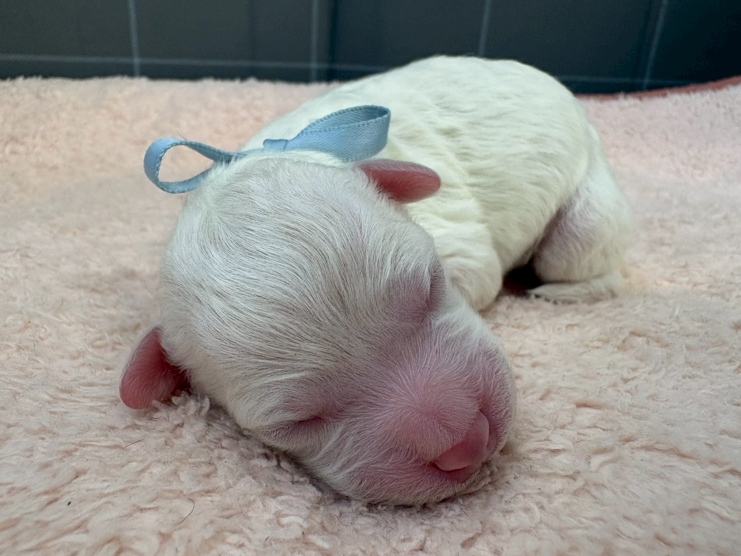 ビション・フリーゼ