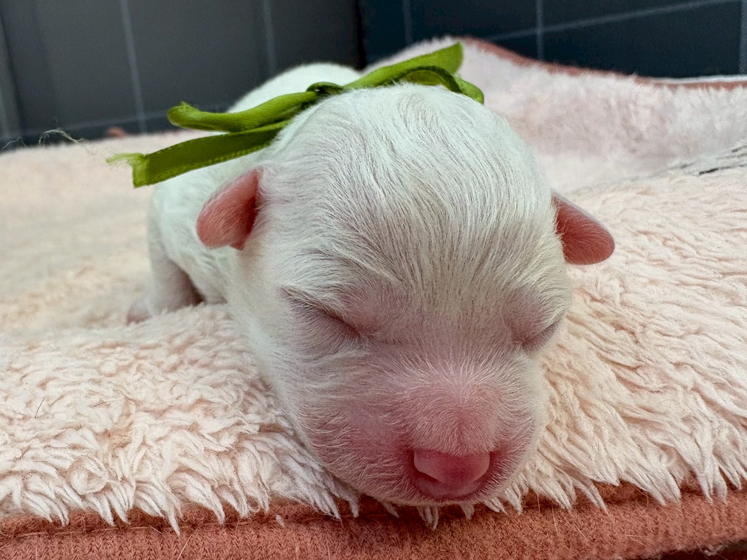 ビション・フリーゼ