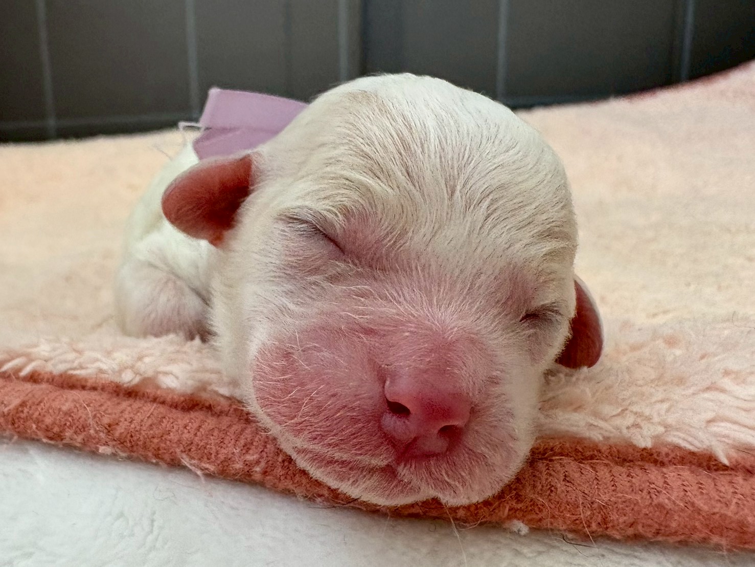 ビション・フリーゼ