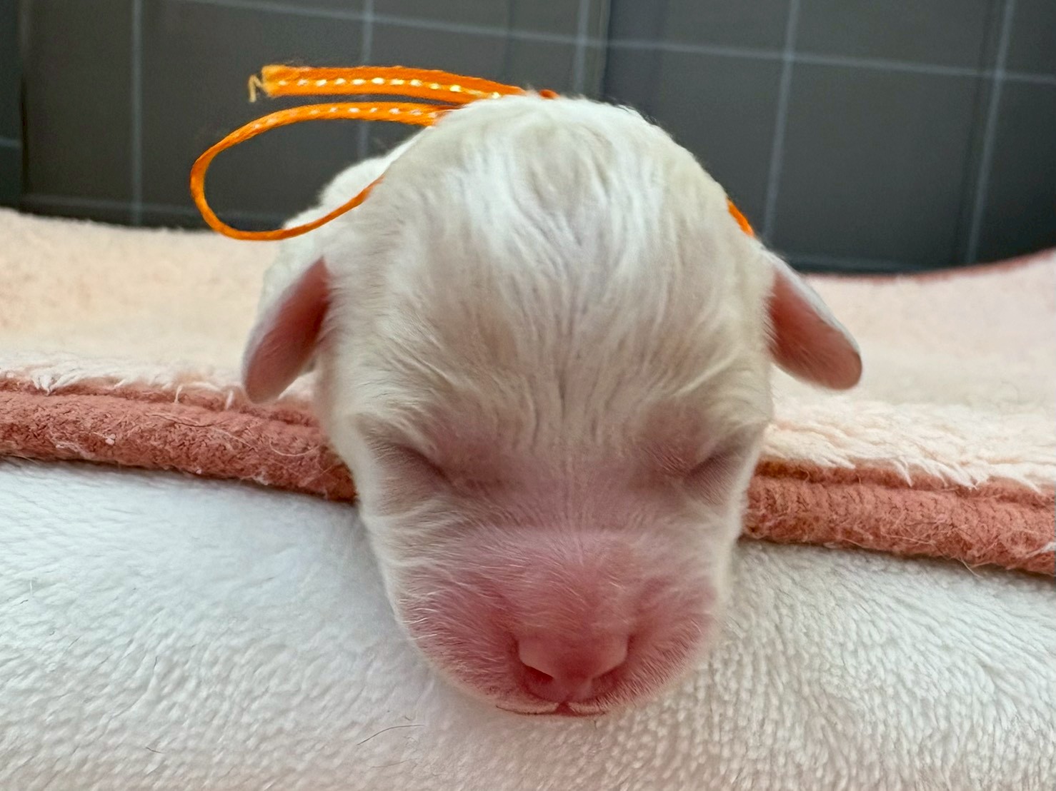 ビション・フリーゼ