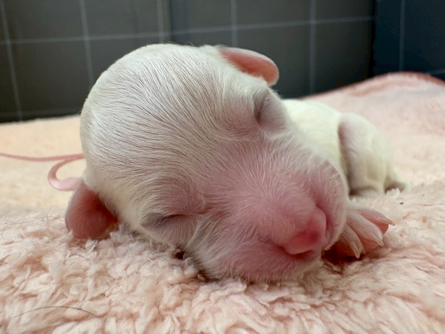 ビション・フリーゼ