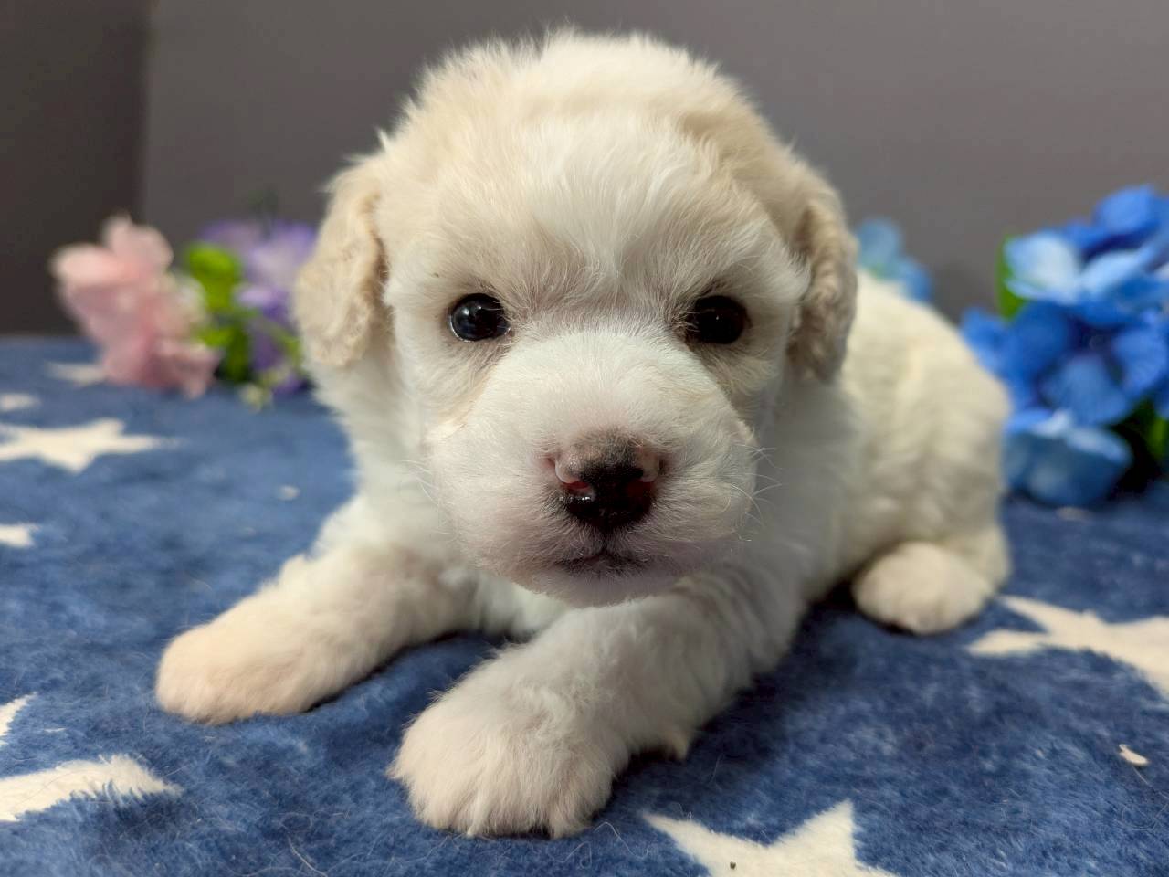 ビション・フリーゼ