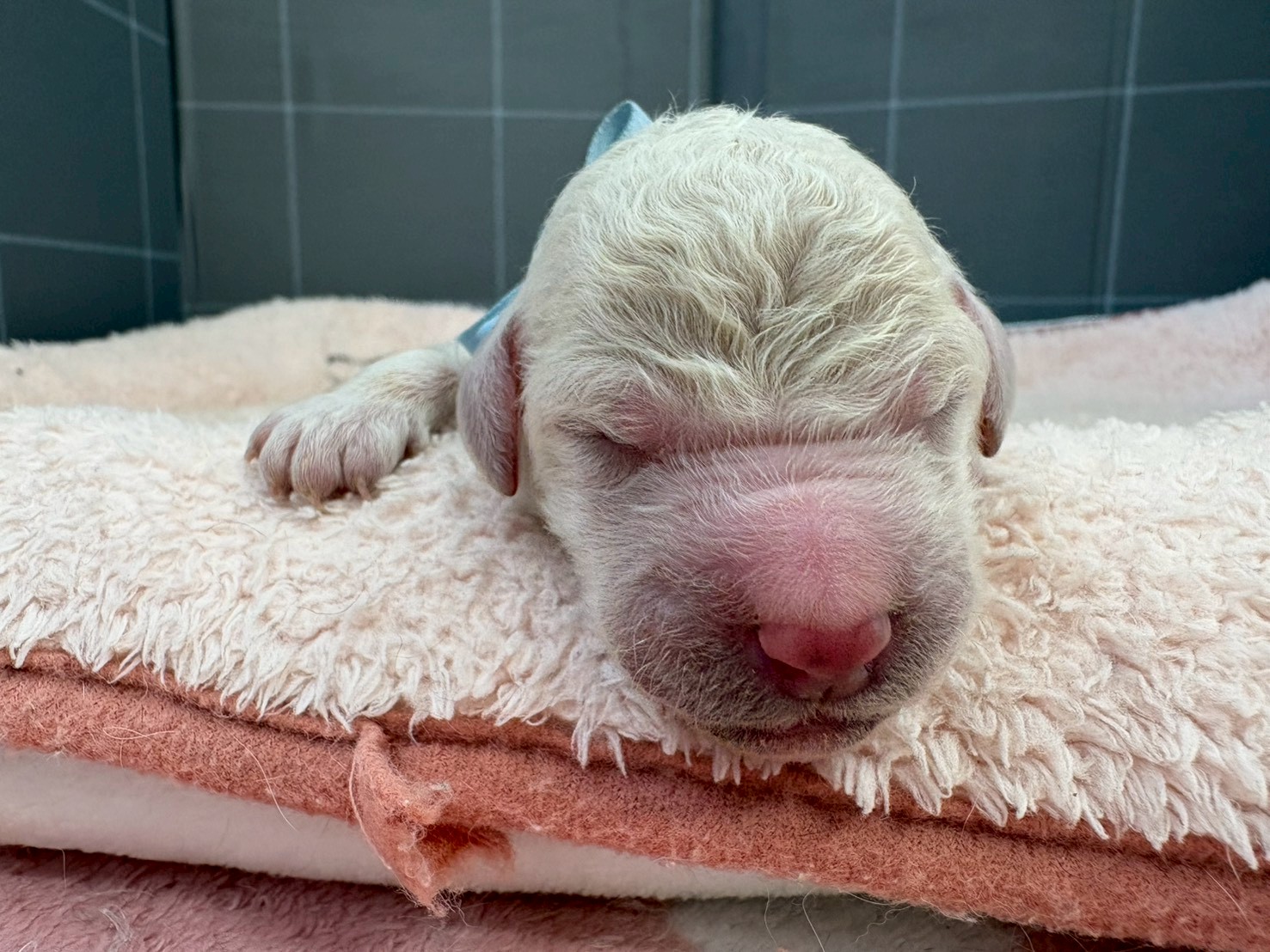 スタンダードプードル