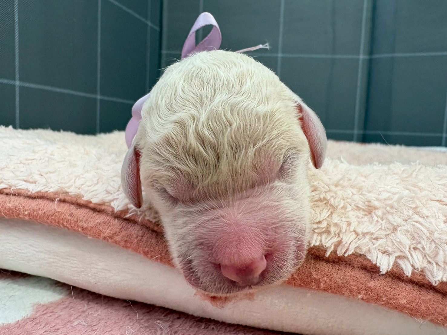 スタンダードプードル