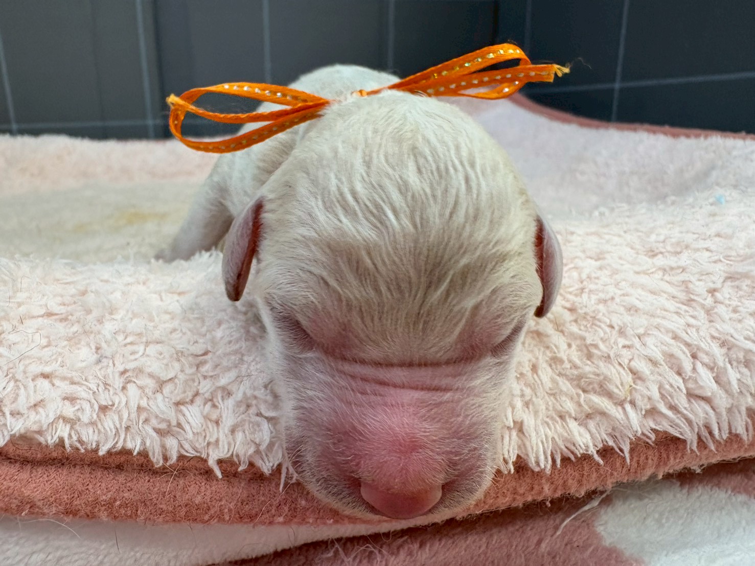 スタンダードプードル