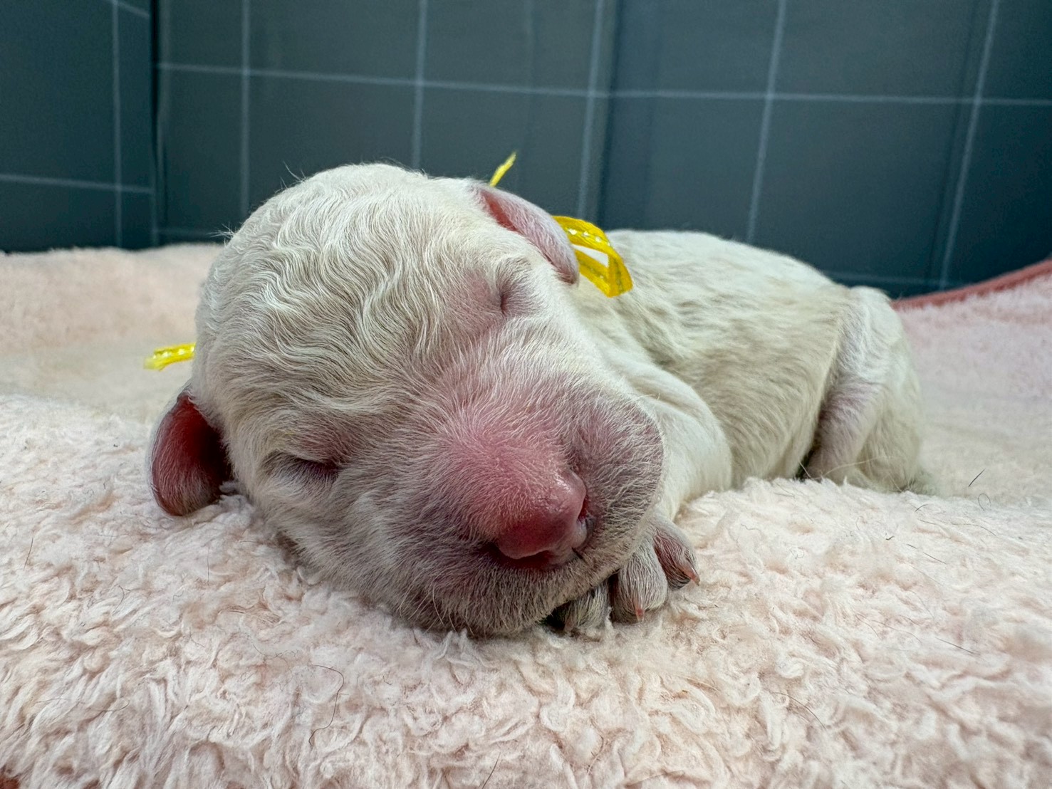 スタンダードプードル