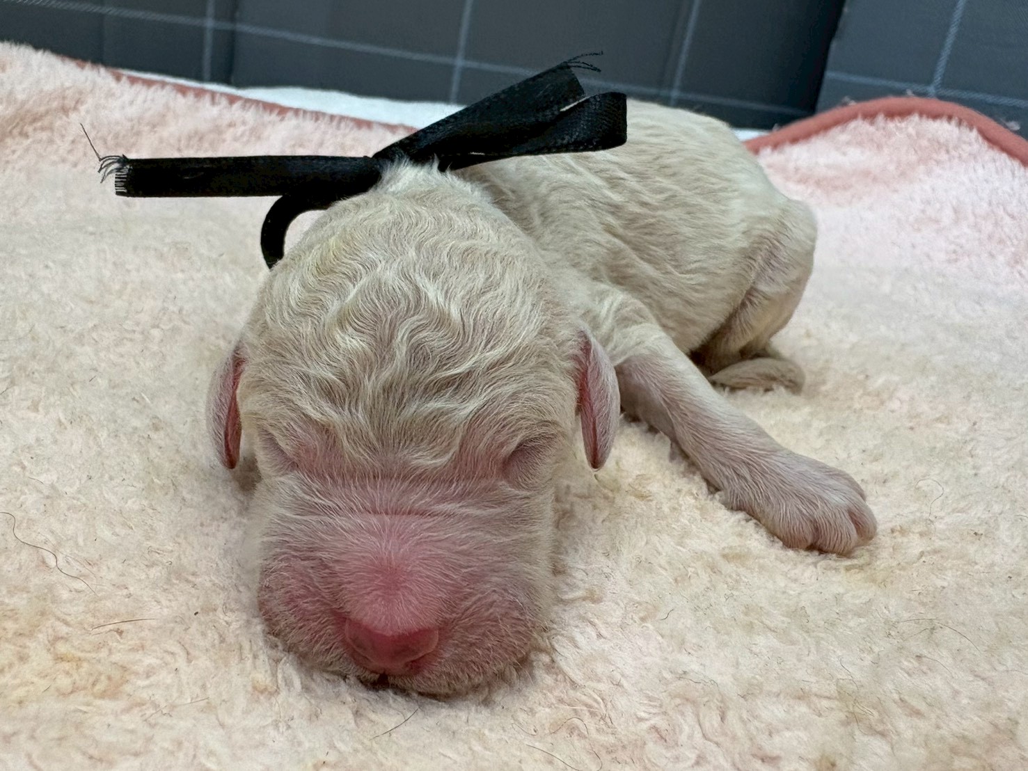 スタンダードプードル