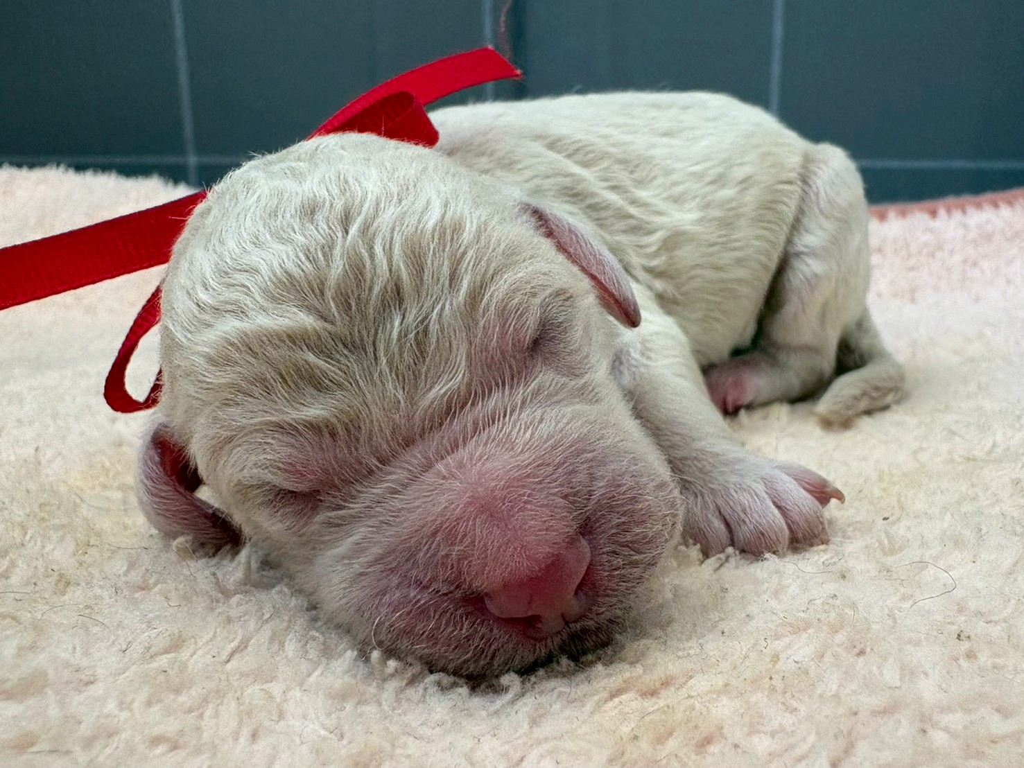 スタンダードプードル