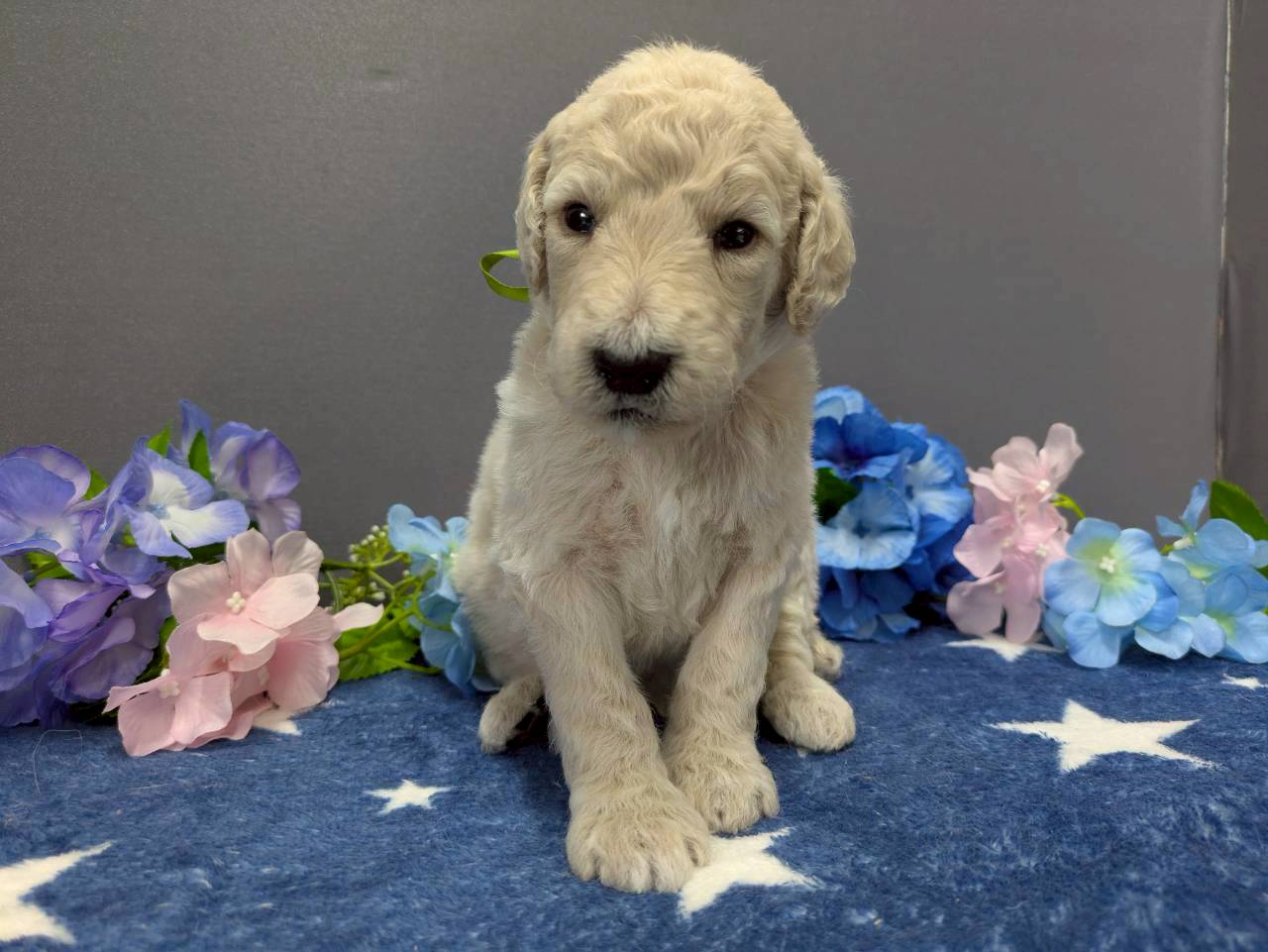 スタンダードプードル