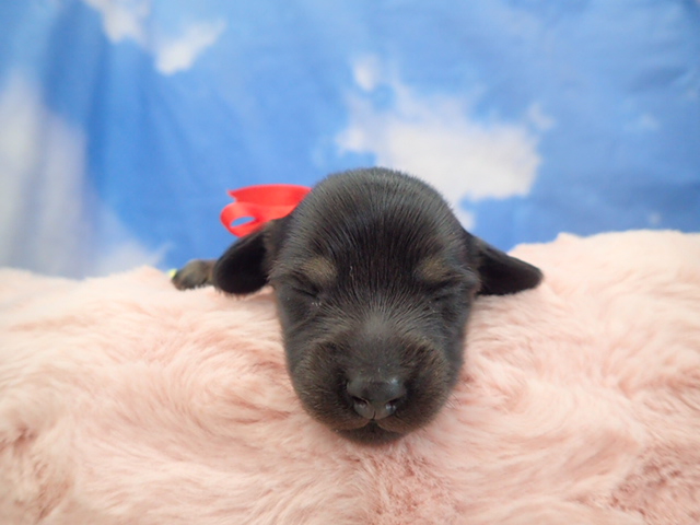 ミニチュア・ダックスフンド