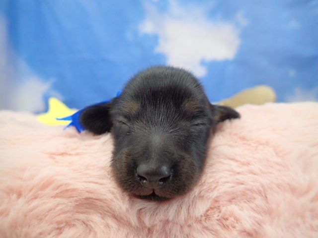 ミニチュア・ダックスフンド