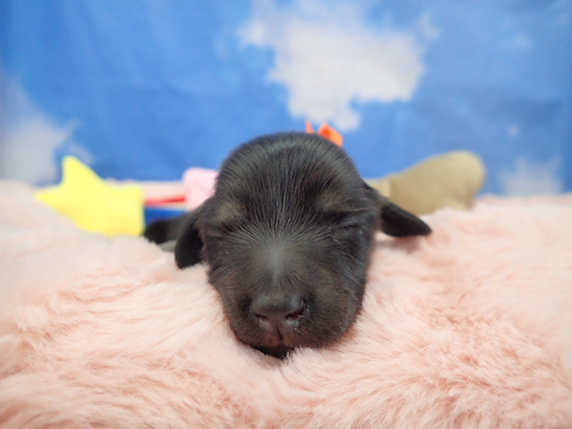 ミニチュア・ダックスフンド