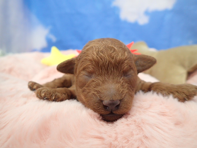 トイ・プードル