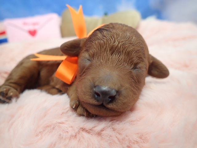 トイ・プードル