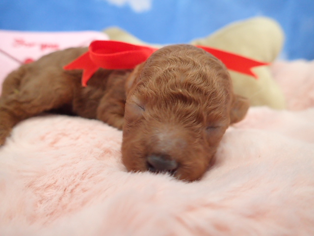 トイ・プードル