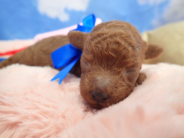 トイ・プードル