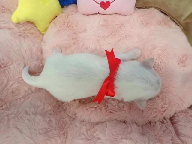赤ちゃん写真1-3