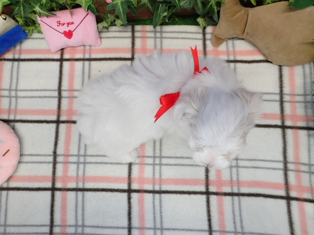 赤ちゃん写真3-3