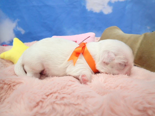 赤ちゃん写真1-2