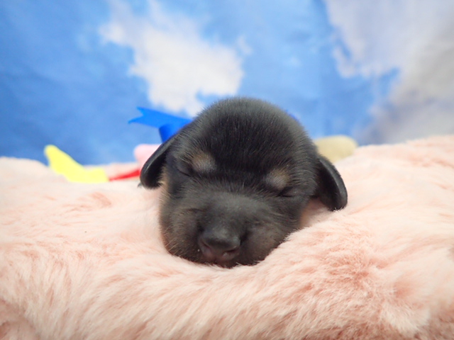 カニンヘンダックスフンド