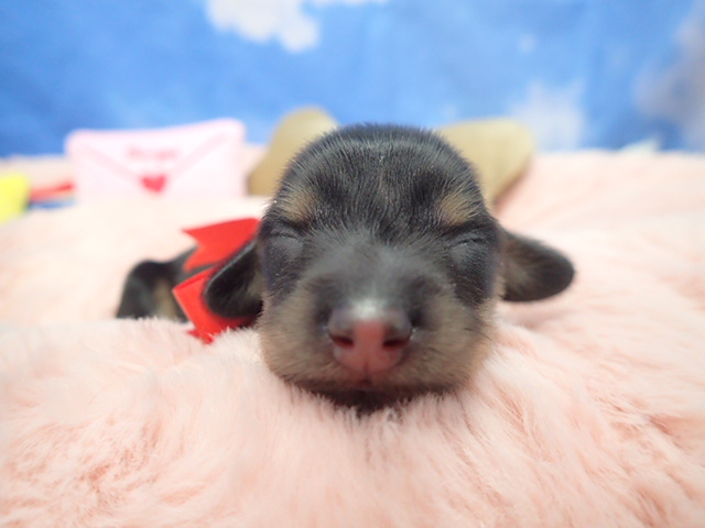 カニンヘンダックスフンド