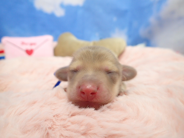 カニンヘンダックスフンド