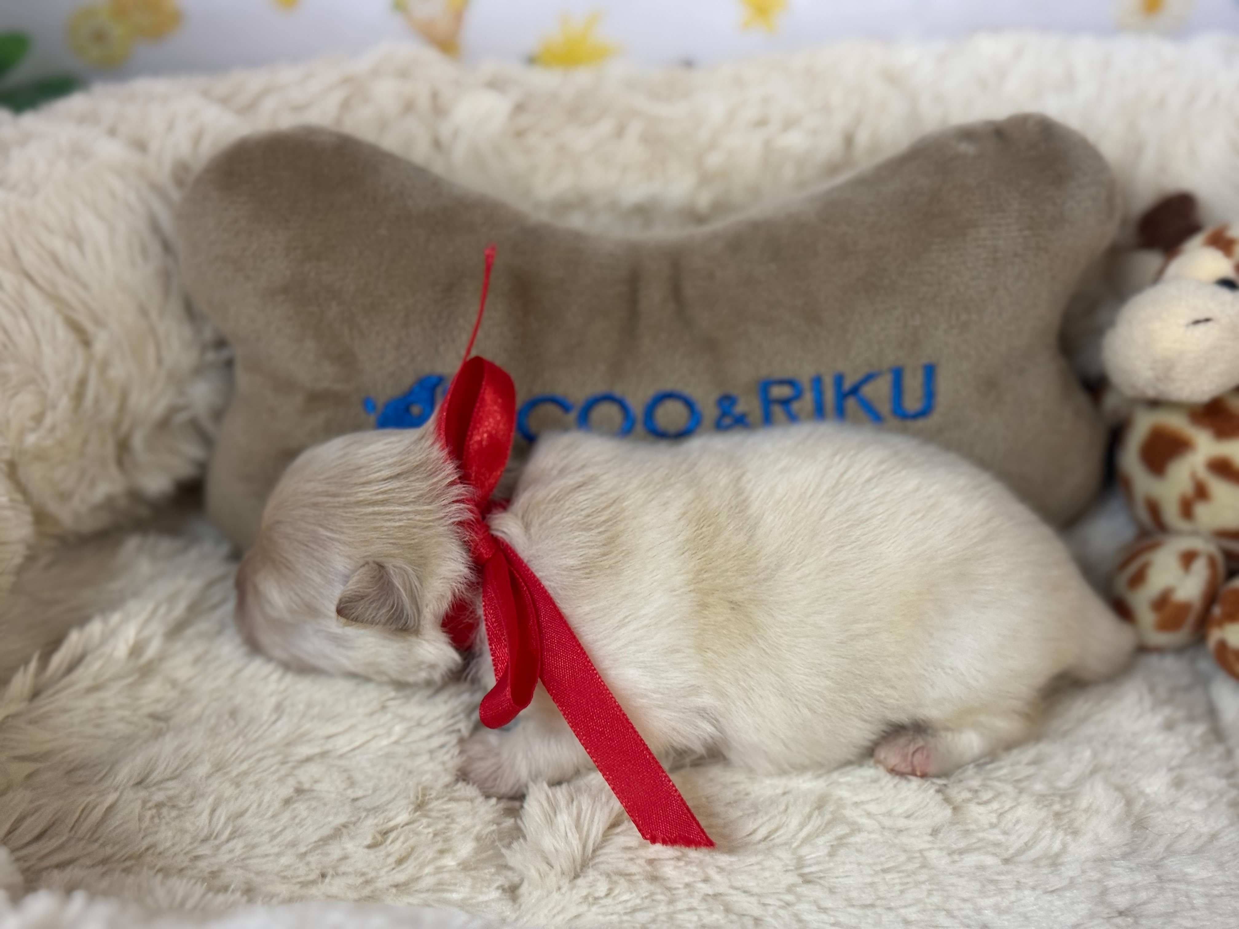 赤ちゃん写真1-2