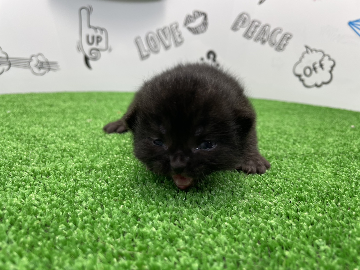 スコティッシュフォールド