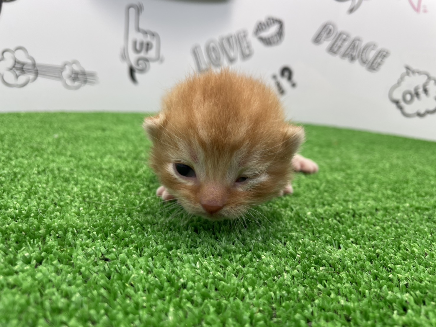 スコティッシュフォールド