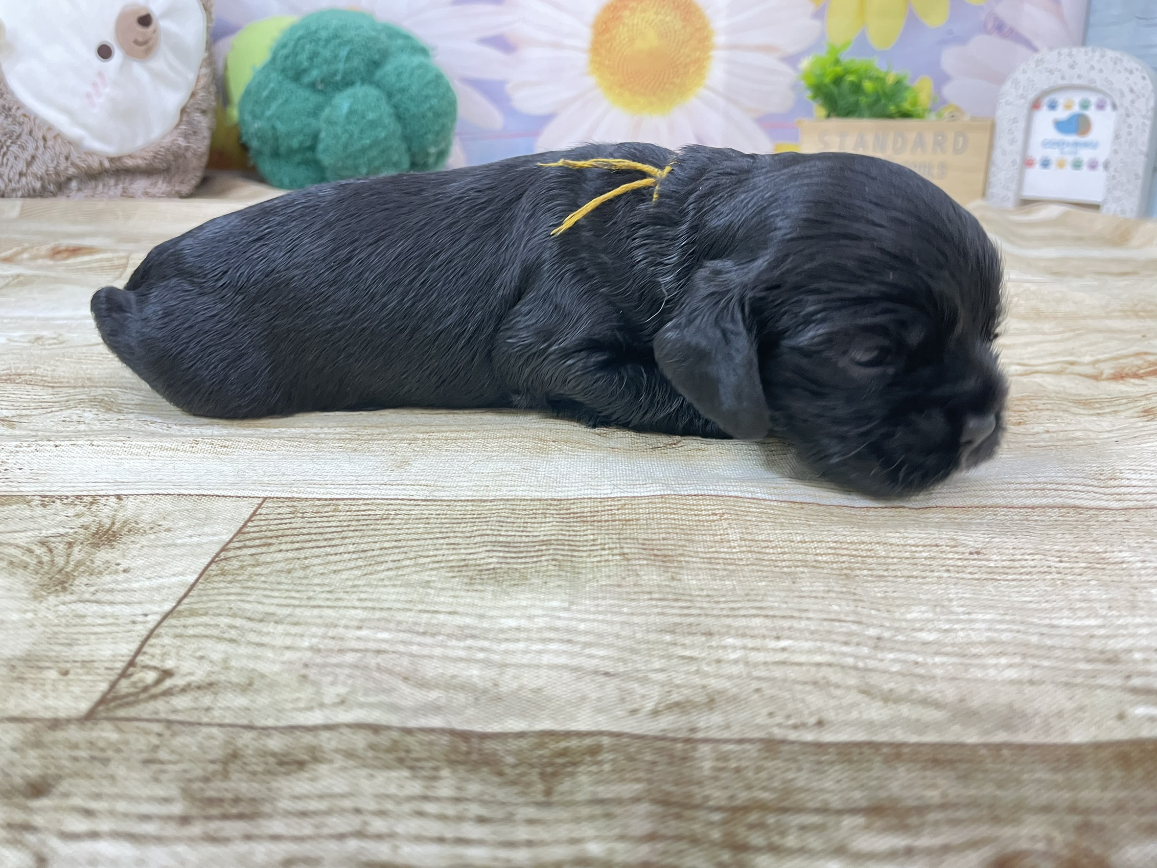 赤ちゃん写真1-2