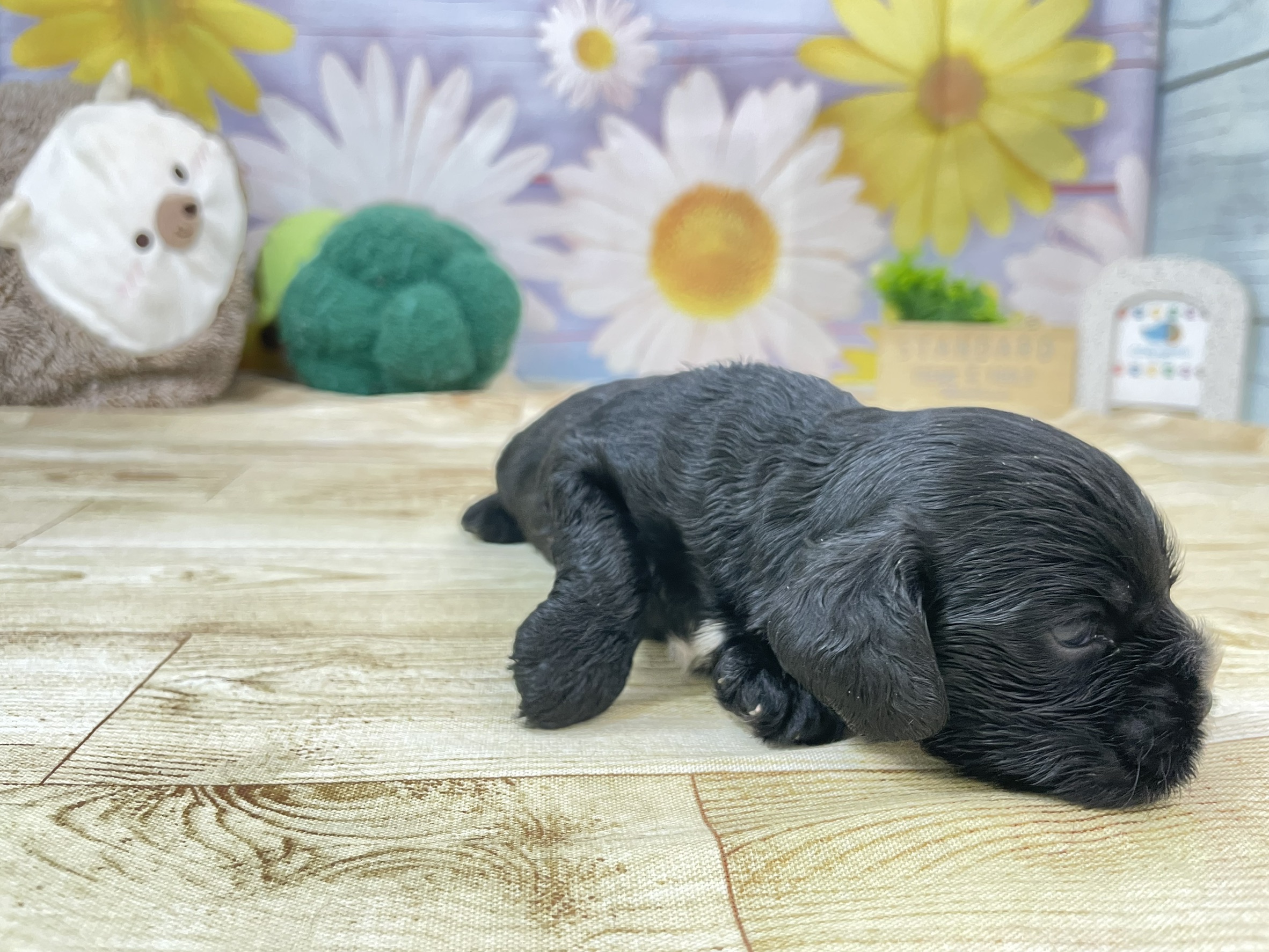 赤ちゃん写真1-2