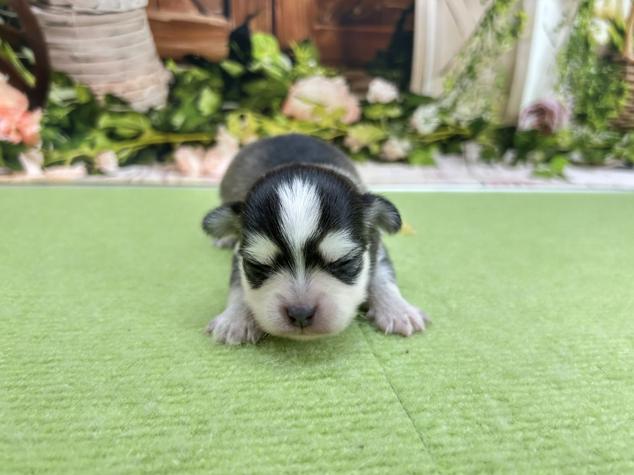 赤ちゃん写真1-1