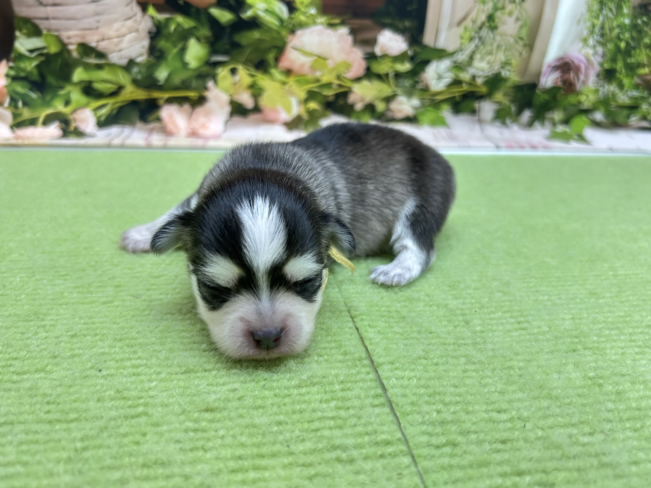 赤ちゃん写真1-2