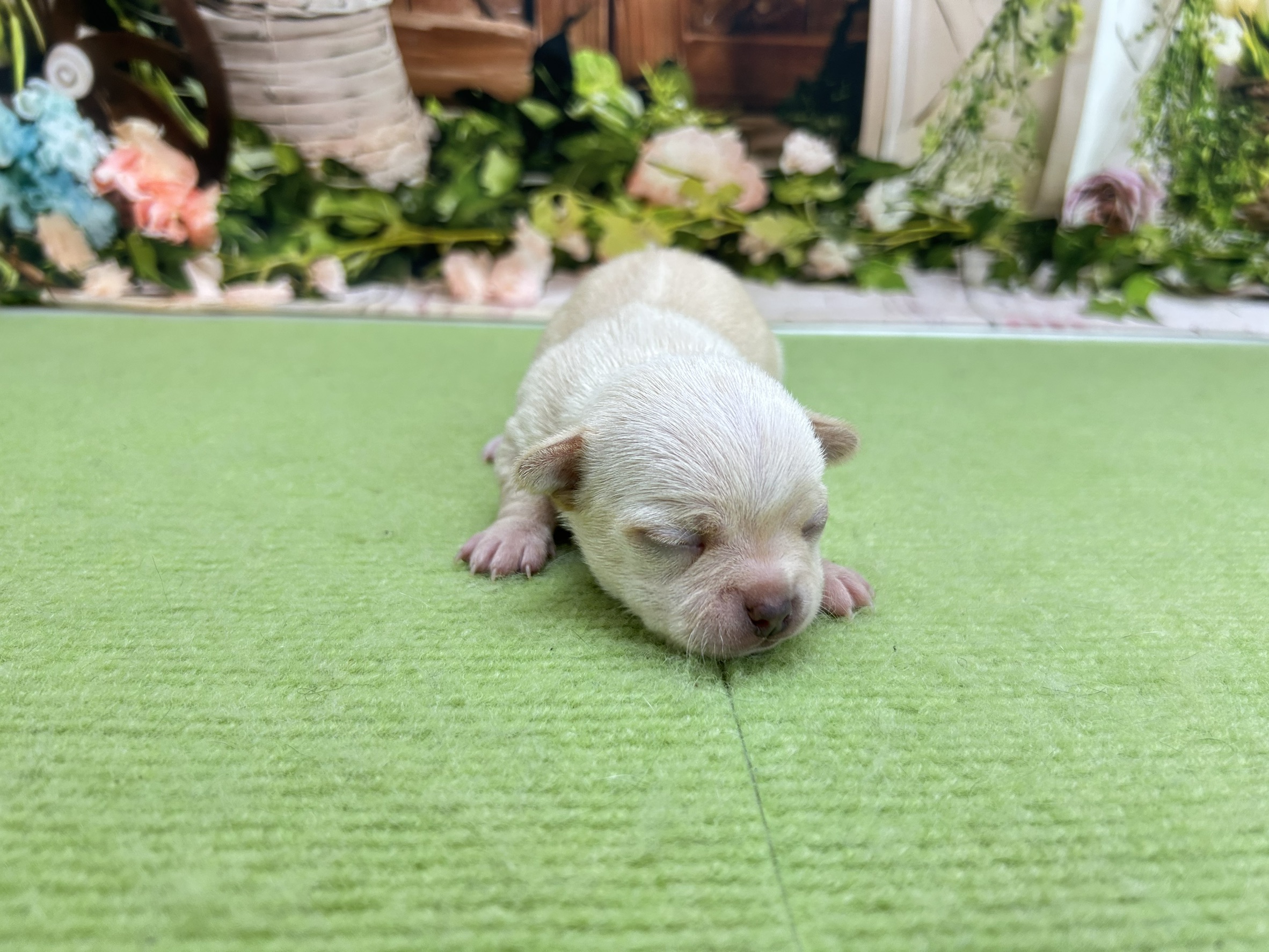 赤ちゃん写真1-1
