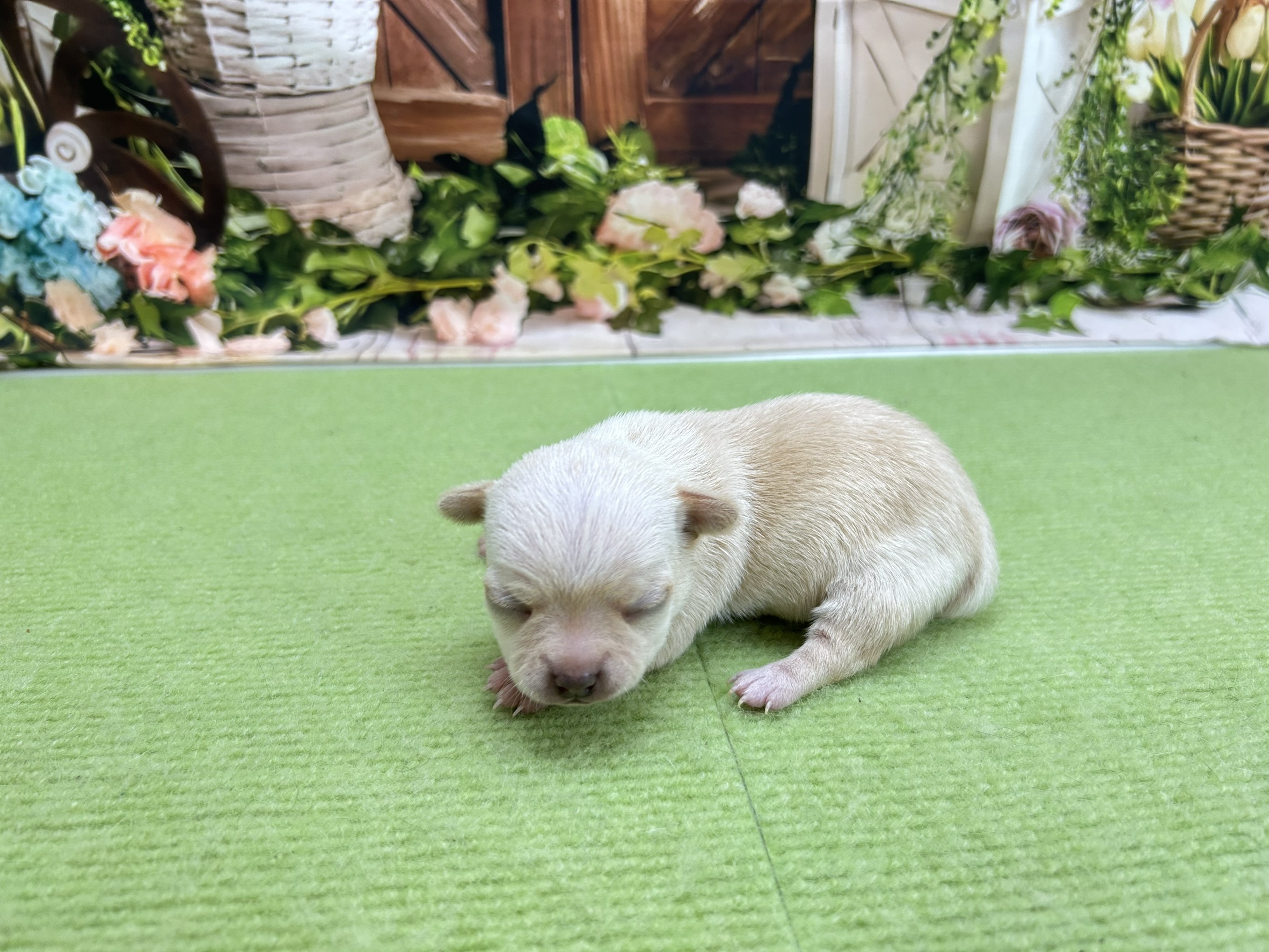 赤ちゃん写真1-2