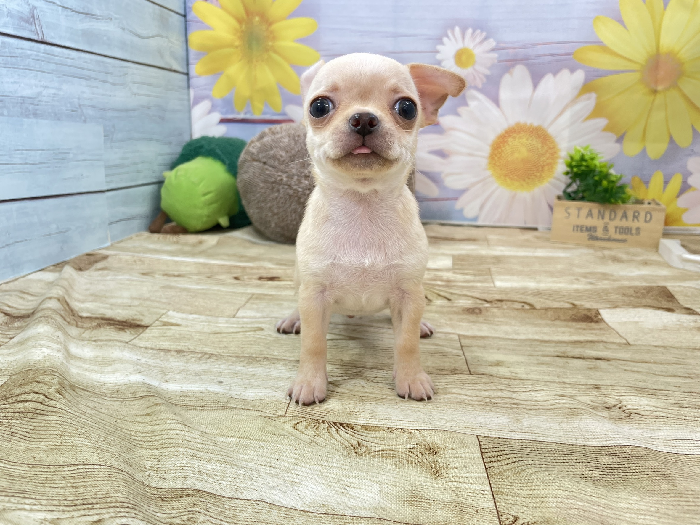 赤ちゃん写真2-1