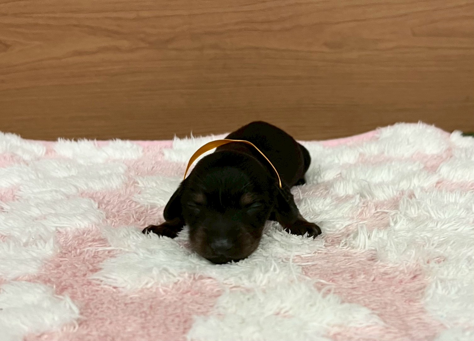 ミニチュア・ダックスフンド