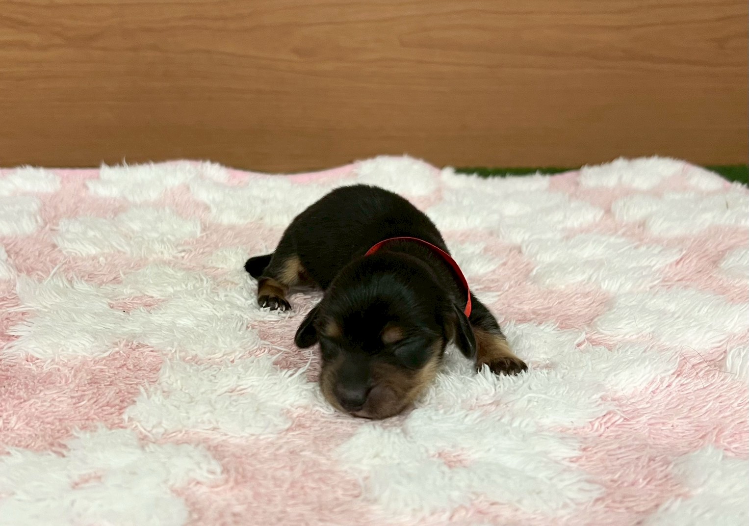 ミニチュア・ダックスフンド