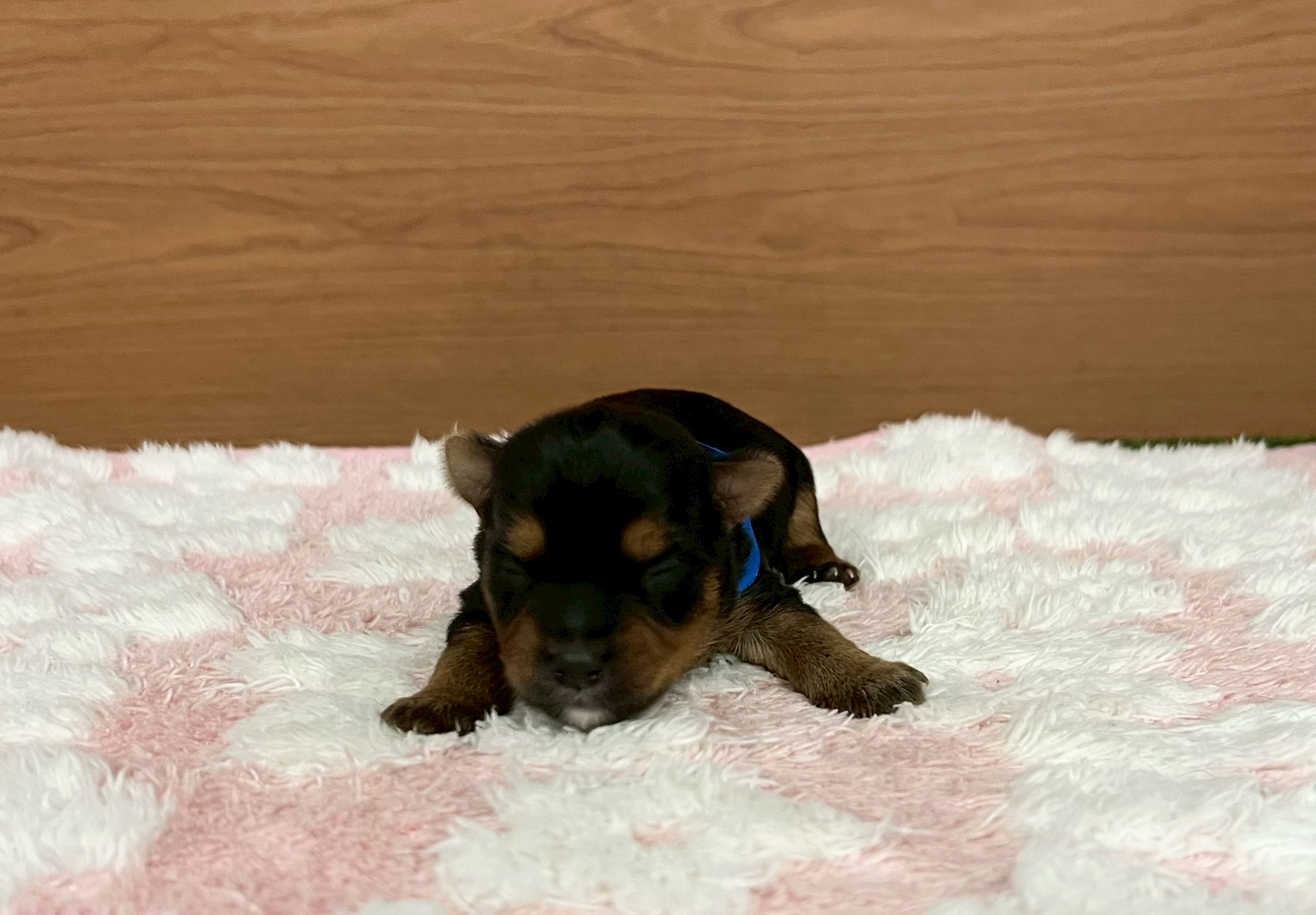 赤ちゃん写真1-1