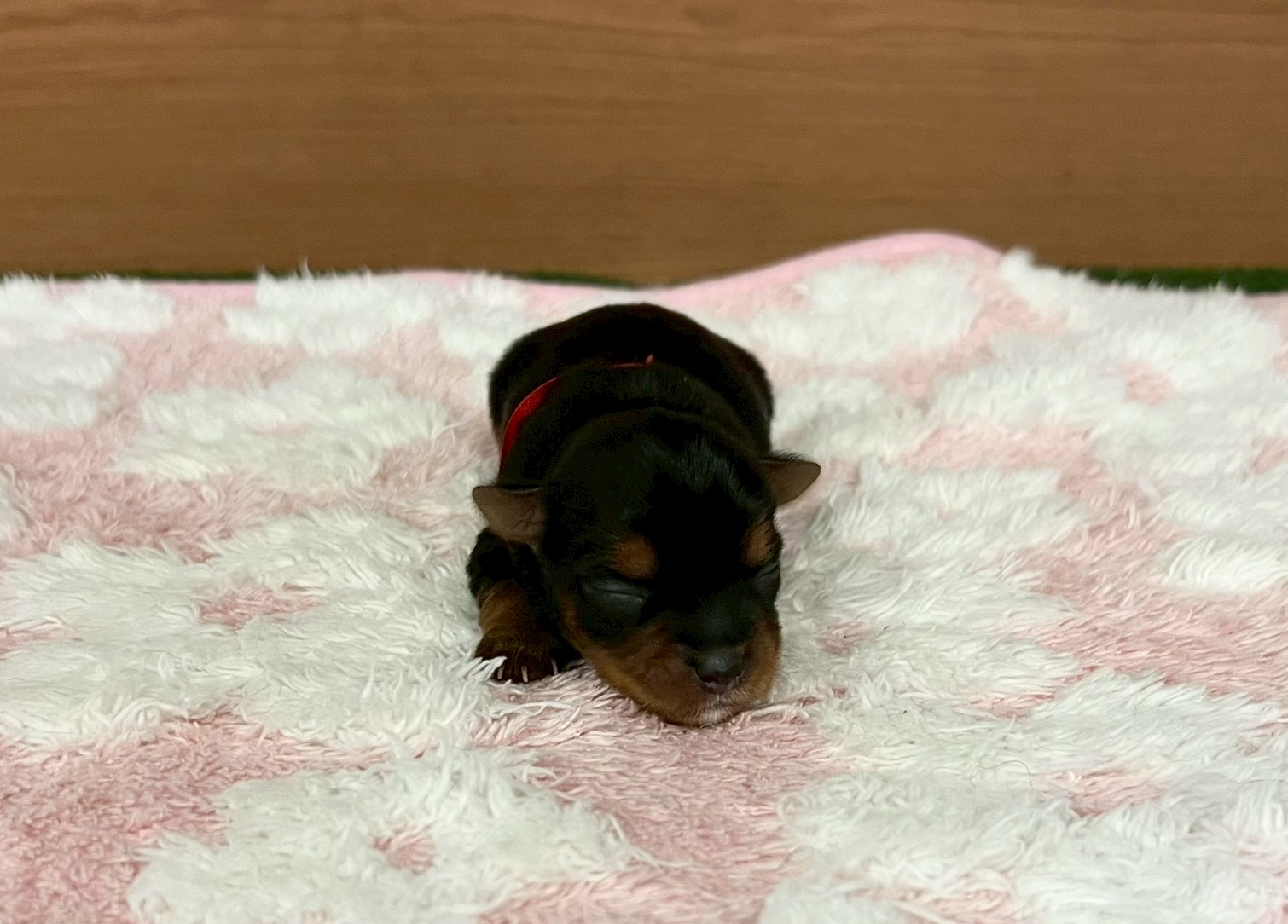 ヨークシャーテリア