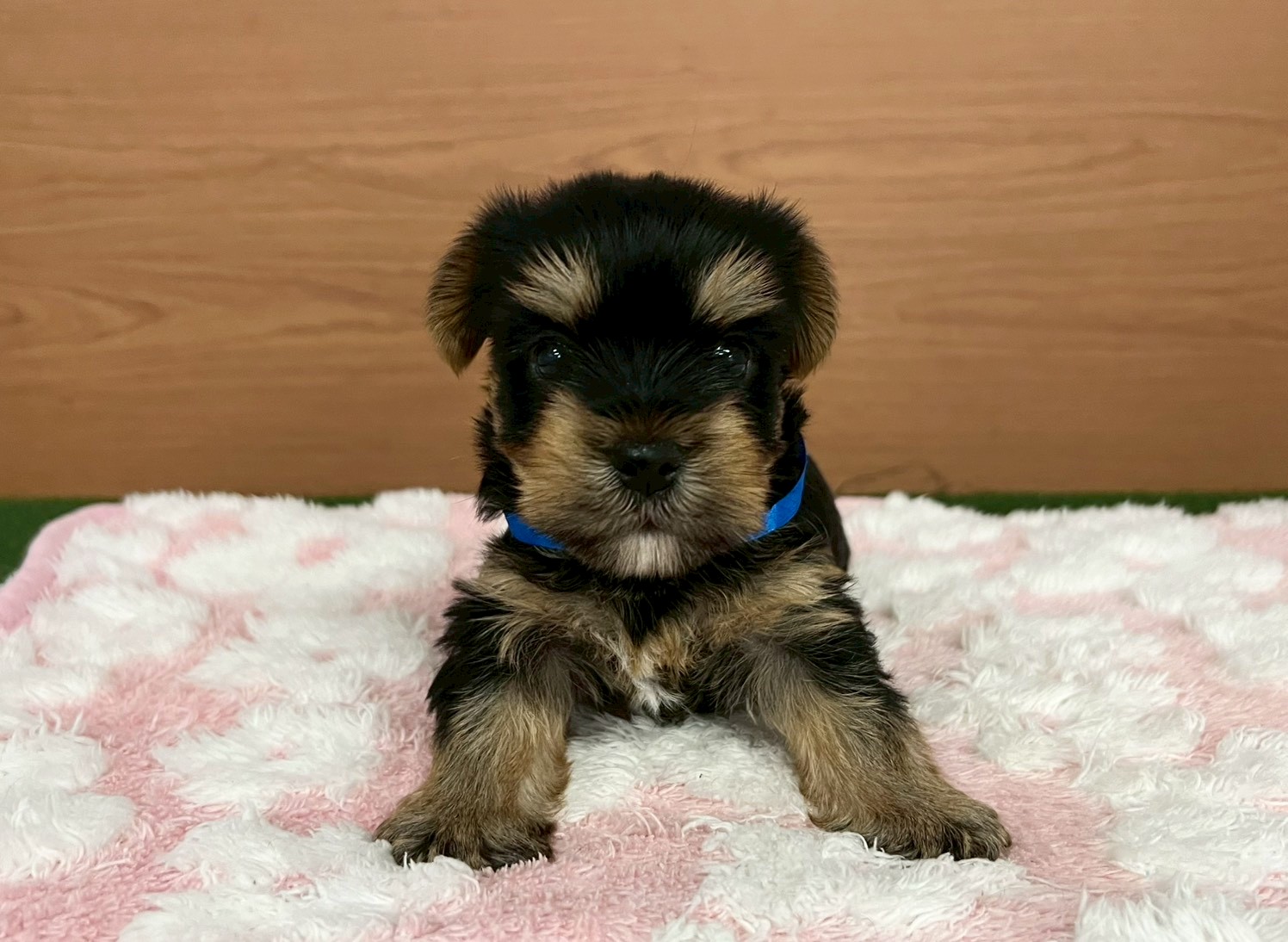 ヨークシャーテリア