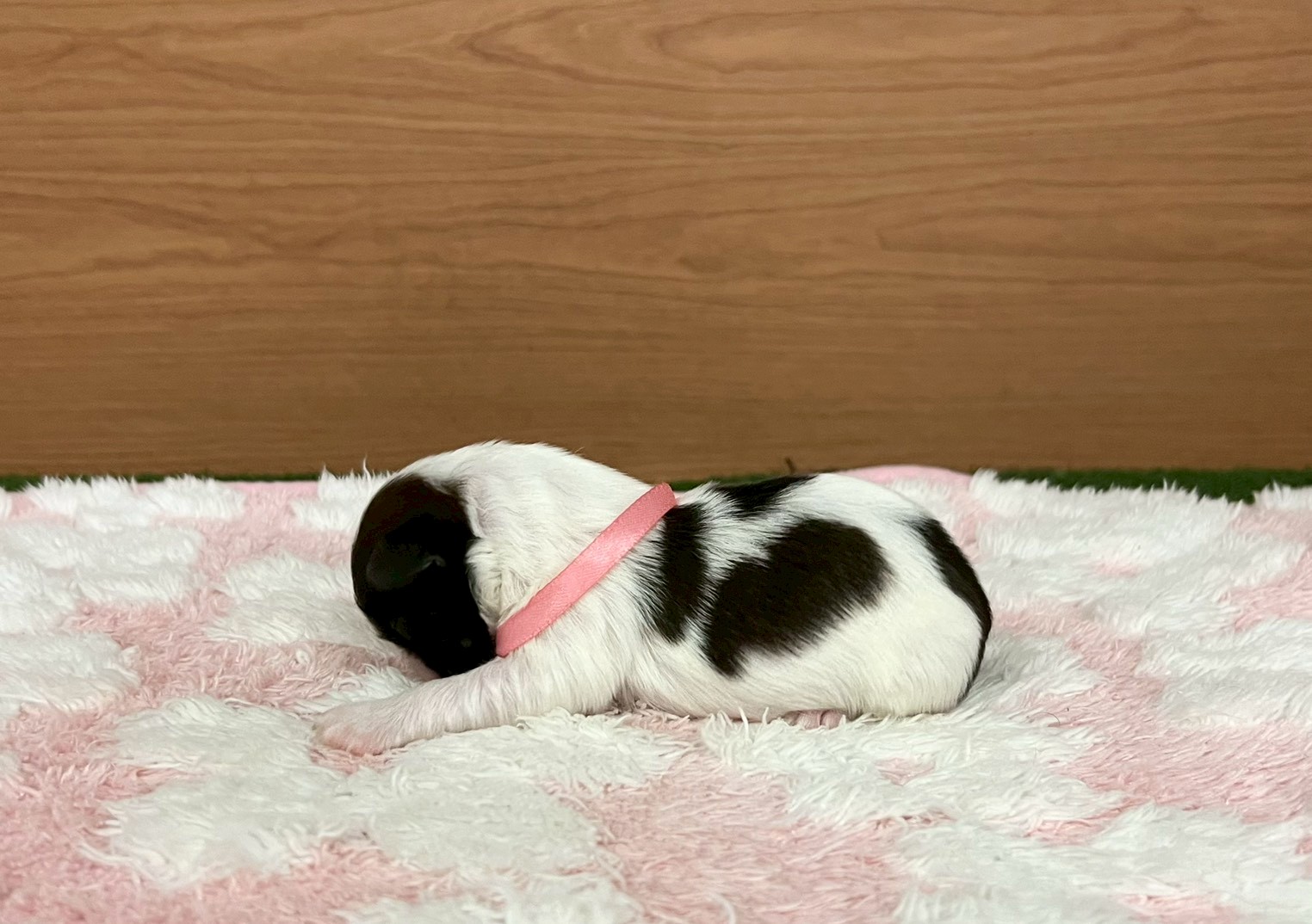 赤ちゃん写真1-2