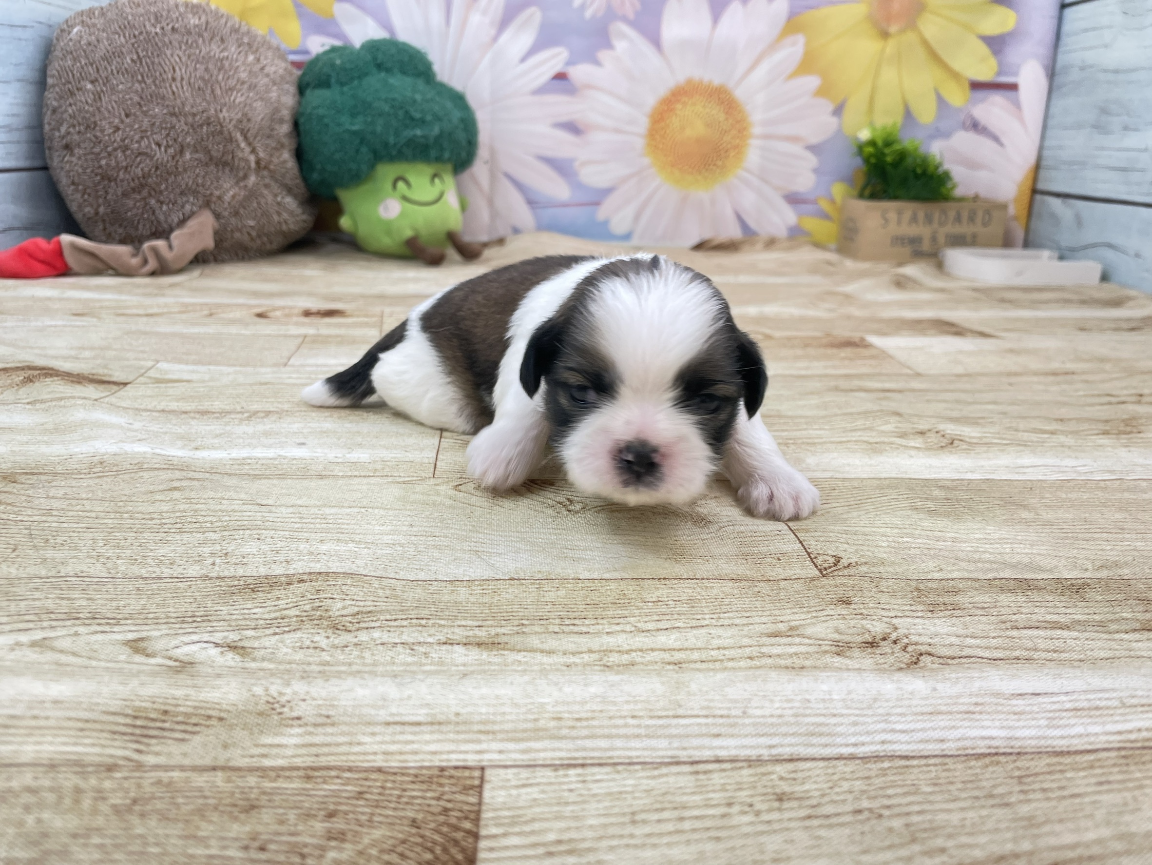 赤ちゃん写真1-1