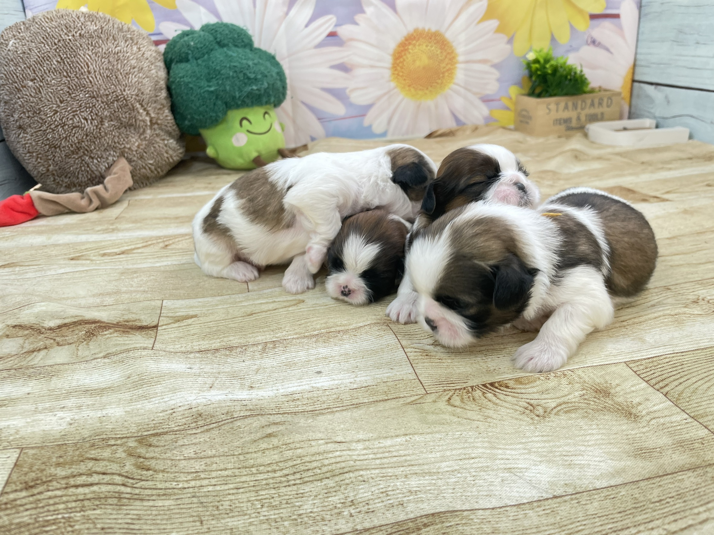 赤ちゃん写真1-3